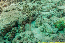 sea cucumber